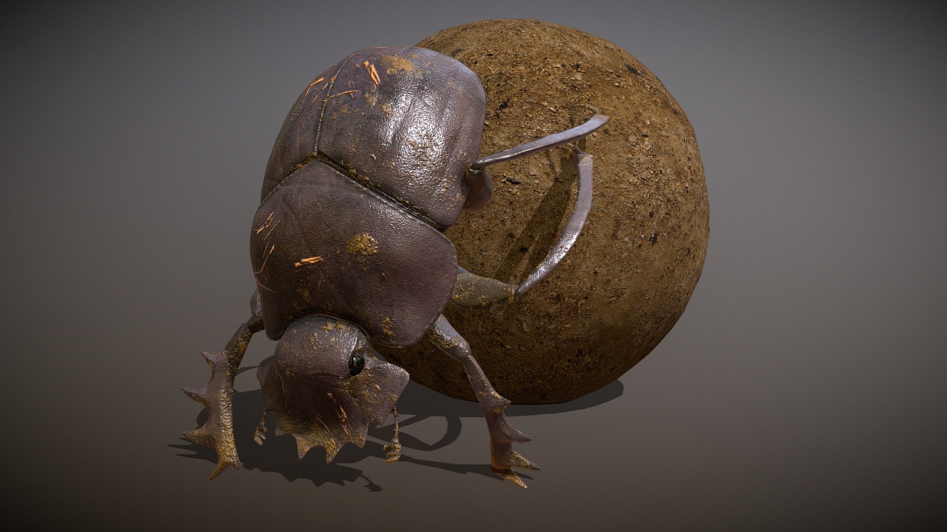 Animated Scarabaeus sacer, common name sacred scarab 




1 walking cycle animation

1 Idle cycle animation

4 transitions


This model is also part of **this pack
Renders on my artstation 



Made with Blender and subtance painter



If you have any questions, contact me here:

zacxophone3d@gmail.com


 

