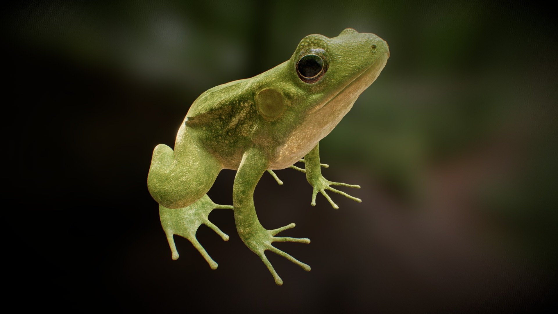 To see the final render please visit www.michaelsuwandi.com

Green Frog was modeled in Maya, textured in Mari and displacement goodness was added in zbrush.

The model here was uploaded with just a basic diffuse map and specular map.
