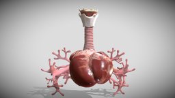 Heart Bronchiole Airways Week Eight (8) anatomy, baby, heart, lunch, week, fetus, embryology, embryo, aorta, fetal, respiratory, months