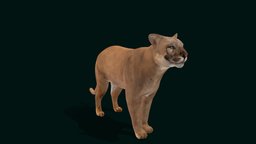 Florida Panther Cougar (Endangered) animals, wild, mammal, predator, zoo, puma, cougar, panther, game-asset, endangered, mountain-lion, catamount, mammalia, lowpoly, creature, animation, puma-concolor, nyilonelycompany, noai, anyimals, florida-panther, large-cat