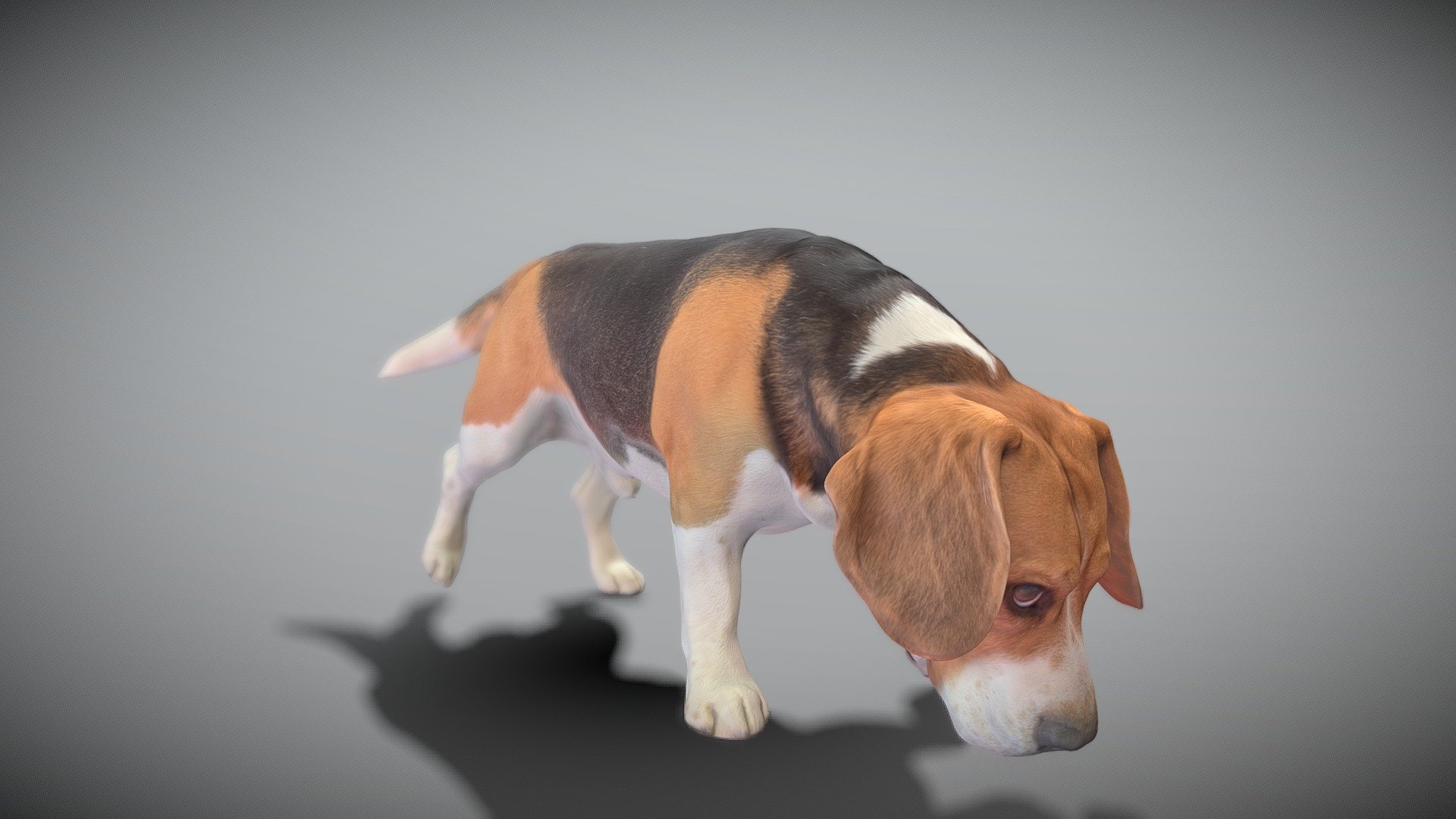 This is a true sized and highly detailed model of a young charming Beagle dog. It will add life and coziness to any architectural visualisation of houses, playgrounds, parques, urban landscapes, etc. This model is suitable for game engine integration, VR/AR content, etc.

Technical specifications:




digital double 3d scan model

150k &amp; 30k triangles | double triangulated

high-poly model (.ztl tool with 5 subdivisions) clean and retopologized automatically via ZRemesher

sufficiently clean

PBR textures 8K resolution: Diffuse, Normal, Specular maps

non-overlapping UV map

no extra plugins are required for this model

Download package includes a Cinema 4D project file with Redshift shader, OBJ, FBX, STL files, which are applicable for 3ds Max, Maya, Unreal Engine, Unity, Blender, etc. All the textures you will find in the “Tex” folder, included into the main archive.

3D EVERYTHING

Stand with Ukraine!
