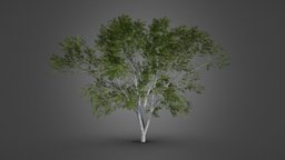Realistic Europan Tree tree, plants, stick, leaf, bark, nature, stump, nature-plants, wood, europan