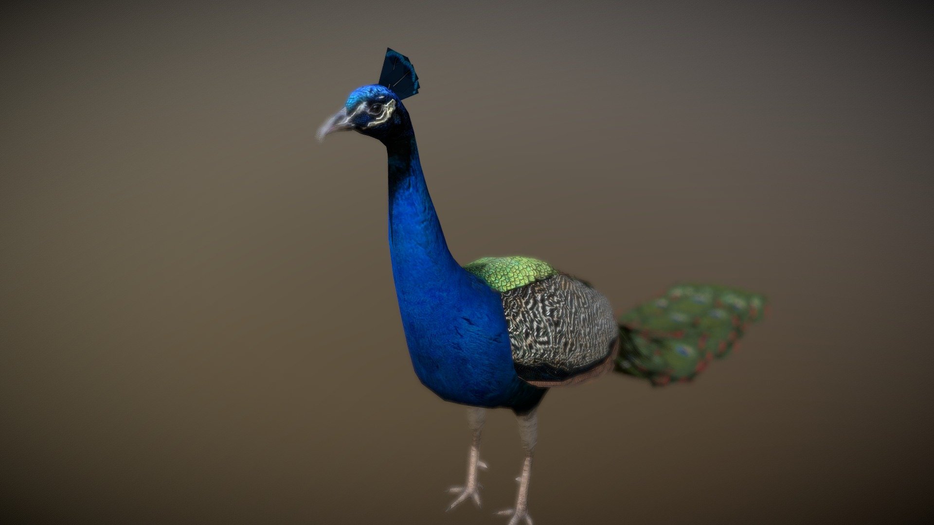 The Indian peafowl or blue peafowl (Pavo cristatus), a large and brightly coloured bird, is a species of peafowl native to South Asia, but introduced in many other parts of the world.

The male, or peacock, is predominantly blue with a fan-like crest of spatula-tipped wire-like feathers and is best known for the long train made up of elongated upper-tail covert feathers which bear colourful eyespots. These stiff feathers are raised into a fan and quivered in a display during courtship. Despite the length and size of these covert feathers, peacocks are still capable of flight. Peahens lack the train, and have a greenish lower neck and duller brown plumage. The Indian peafowl lives mainly on the ground in open forest or on land under cultivation where they forage for berries, grains but also prey on snakes, lizards, and small rodents. Their loud calls make them easy to detect, and in forest areas often indicate the presence of a predator such as a tiger.