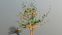Orange Tree - Detailed tree, oranges, cc-by