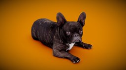 DOG B - 9of13 - Bulldog anatomy, archviz, dog, exterior, animals, photorealistic, bulldog, dogs, labrador, low-poly-model, frenchbulldog, englishbulldog, 3dprint, photogrammetry, 3dscan, animal, interior