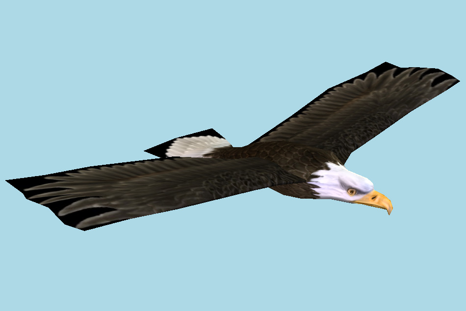 Bald Eagle 3d model