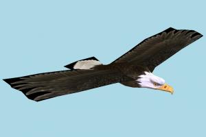 Eagle eagle, falcon, bird, air-creature, nature, predator, wild, lowpoly