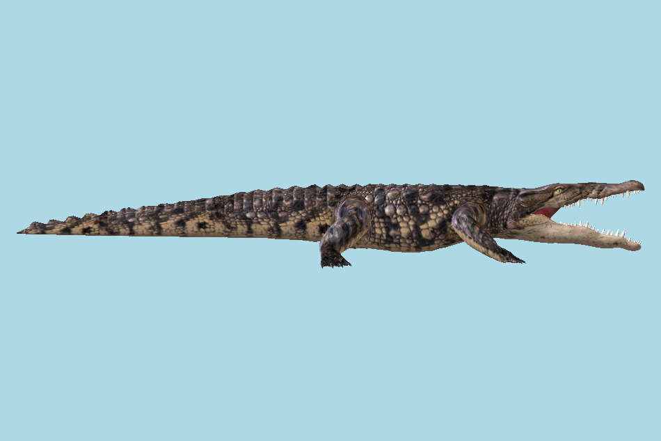 Crocodile Alligator 3d model