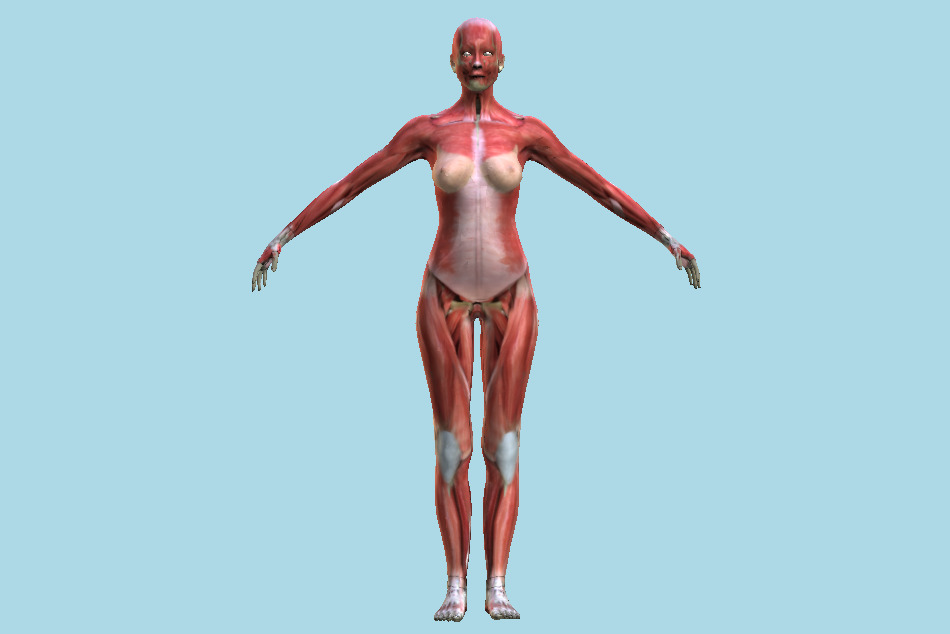 Female Muscle Anatomy 3d model