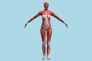 Muscle Anatomy anatomy, muscle, skeleton, woman, female, zombie, medical
