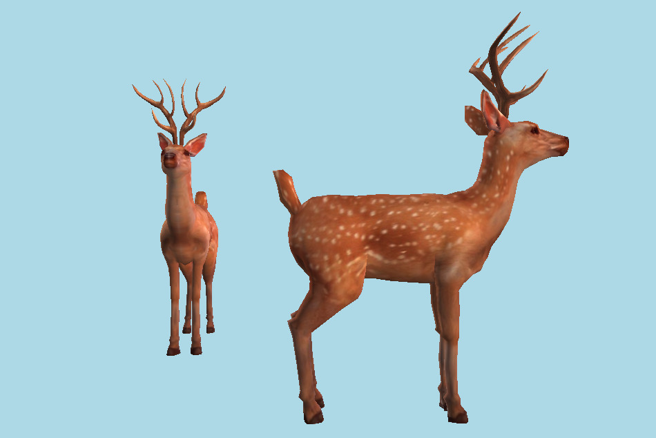 Male Sika Deer 3d model