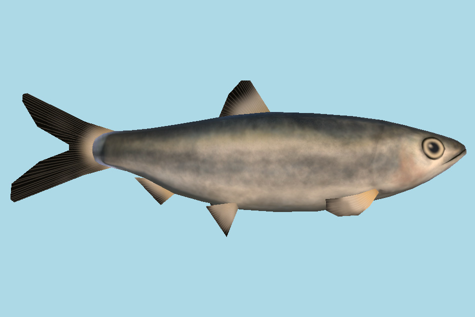 Rainbow Sardine Fish 3d model