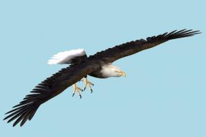 Eagle eagle, falcon, bird, air-creature, nature, predator, wild