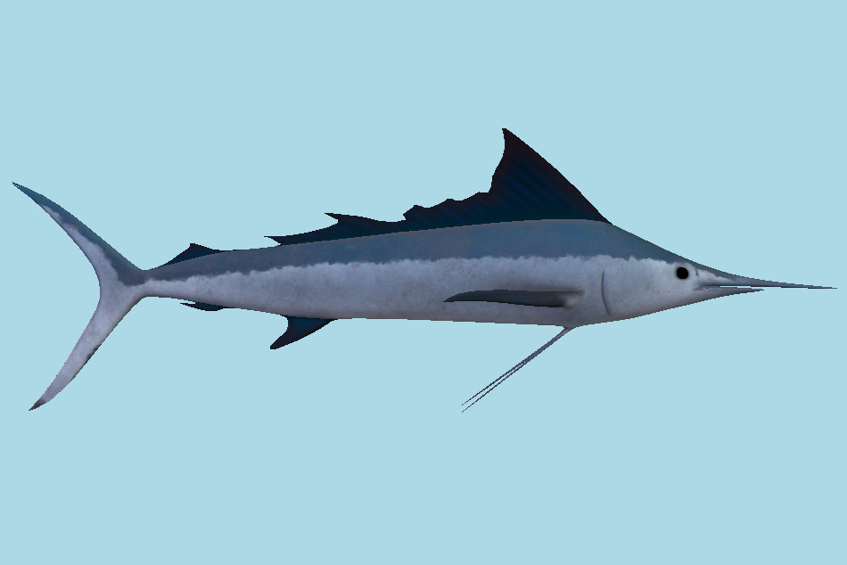 Marlin Fish 3d model