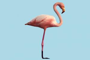 Flamingo flamingo, ostrich, bird, air-creature, nature