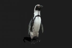 Low Poly African Penguin bird, penguin, snow, fbx, arctic, low_poly, blender, animal, animated, textured, rigged, african_penguin