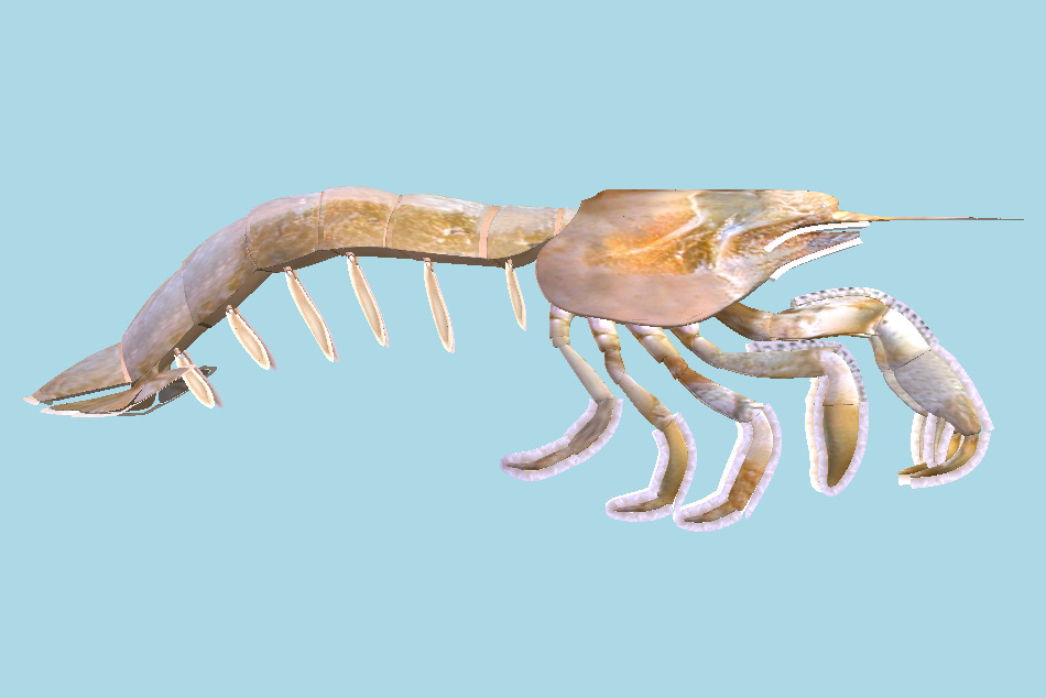 Laomediidae Shrimp Prawn 3d model