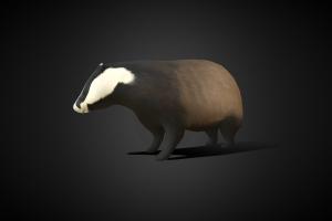 Honey Badger urban, obj, fbx, game-asset, badger, mobilegames, honeybadger, low-poly-blender, low-poly, blender3d, creature, animal, animated, textured, rigged, texture-painted