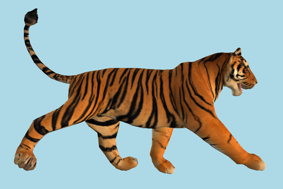 Tiger Moving 3d model