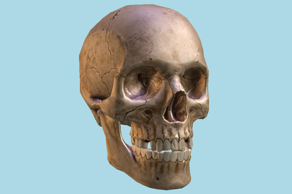 Human Skull 3d model
