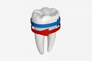 Tooth molars with arrows 02 mouth, arrow, red, care, dental, dent, clean, tooth, dentist, medicine, health, hygiene, molar, 3d, pbr, medical, blue