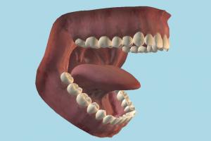 Human Mouth mouth, teeth, tongue, tooth, anatomy, realistic, dentistry, gums, medical, human, organ