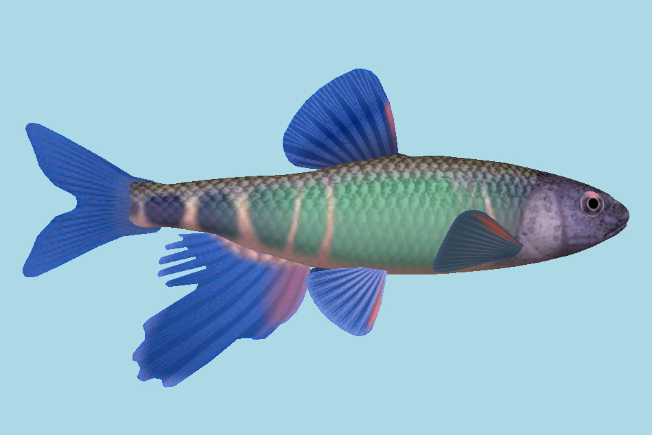 Pale Chub Fish 3d model