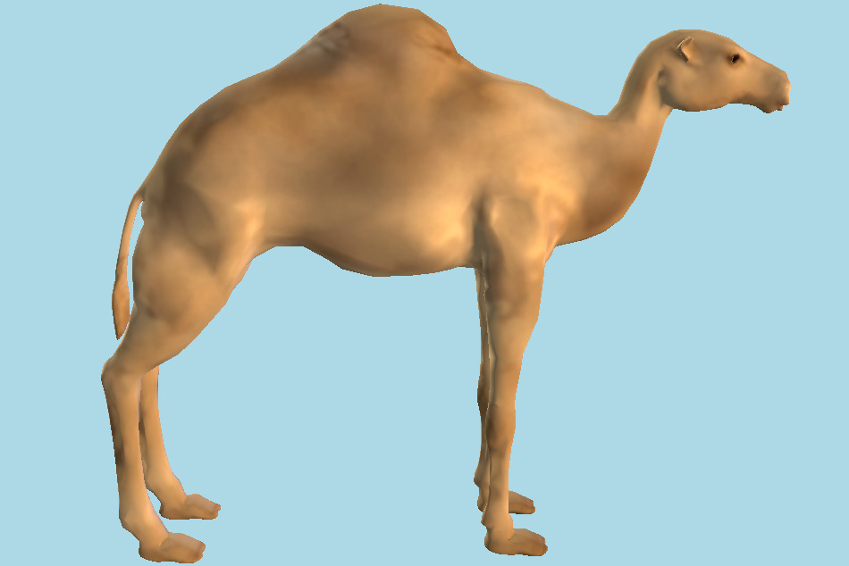 Dromedary Camel 3d model