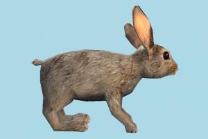 Rabbit rabbit, bunny, pet, animal, animals, garden, wild, mouse, rat, nature, lowpoly