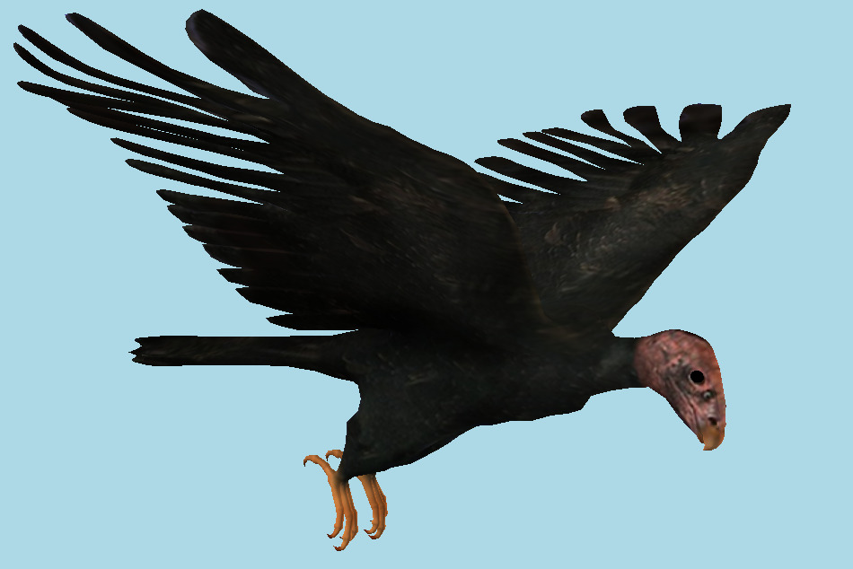 Condor Eagle 3d model