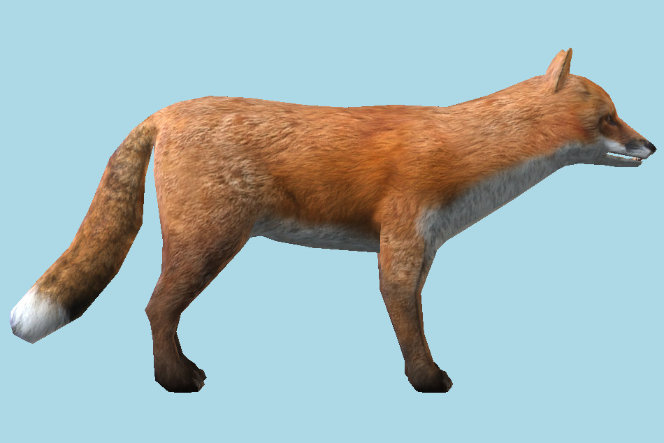 Wild Fox 3d model