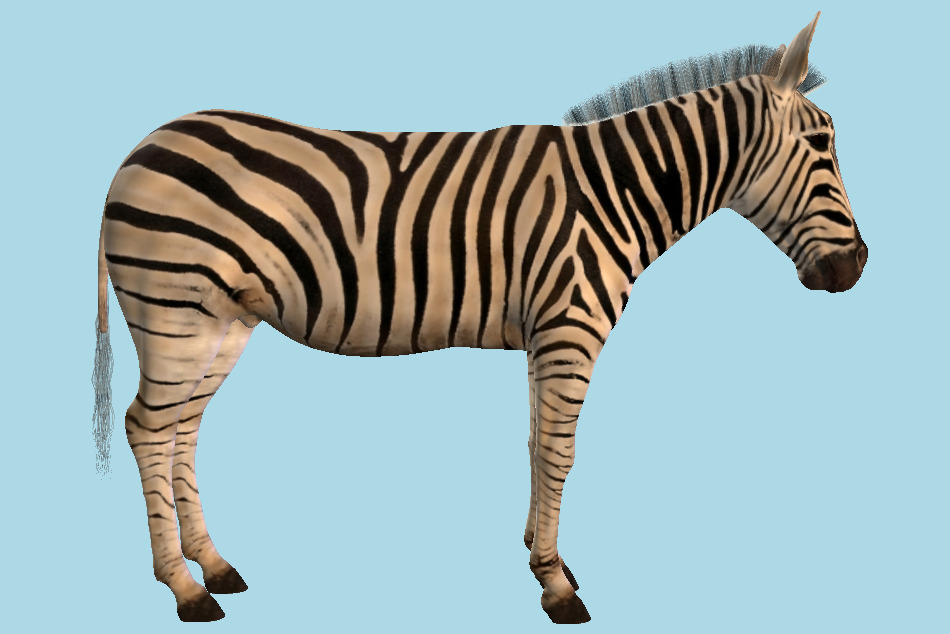 Zebra Animal High-Poly 3d model