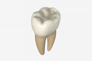 Tooth molars mouth, anatomy, care, dental, dent, clean, cavity, tooth, dentist, medicine, health, dentistry, hygiene, molar, 3d, pbr, medical