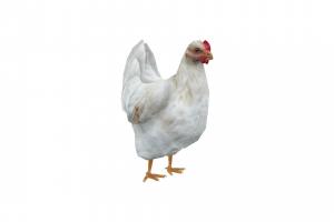 Chicken bird, chicken, rural, farm, hen, lowpoly, animal