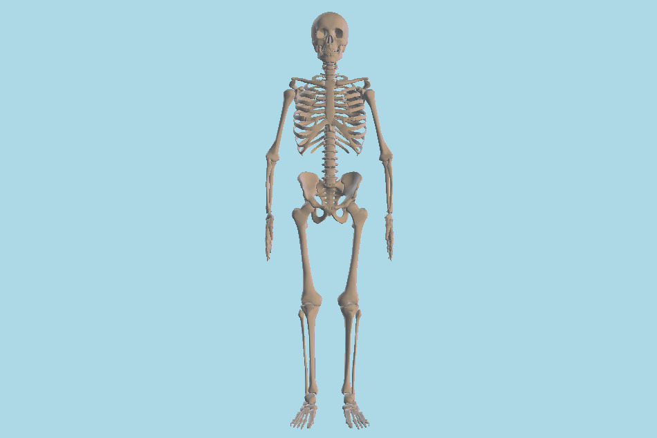 Human Skeleton 3d model