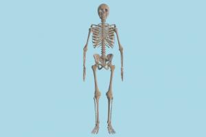 Human Skeleton skeleton, medical, anatomy, bones, skull, dinosaur, anatomization, dissection, vivisection, autopsy, study