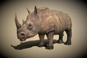 3DRT africa, rhino, hunter, mammal, rhinoceros, huge, bull, horn, zoo, safari, nature, herbivore, conservation, rhino3d, prey, 3drt, nature-reserve, megafauna, endangered, southeastasia, black-rhinoceros, poaching, endangered-species, animated-models, character, game, 3d, lowpoly, creature, animal, animated, 3dmodel, gameready, safari-animals, prey_game, odd-toed-ungulates, safari-animal, white-rhinoceros