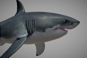 great white shark ( Carcharodon carcharias ) shark, white, rig, ocean, great, carcharodon, carcharias, cmotion, character, cinema4d, animation, c4d