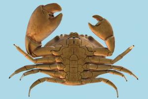 Crab Crab-5