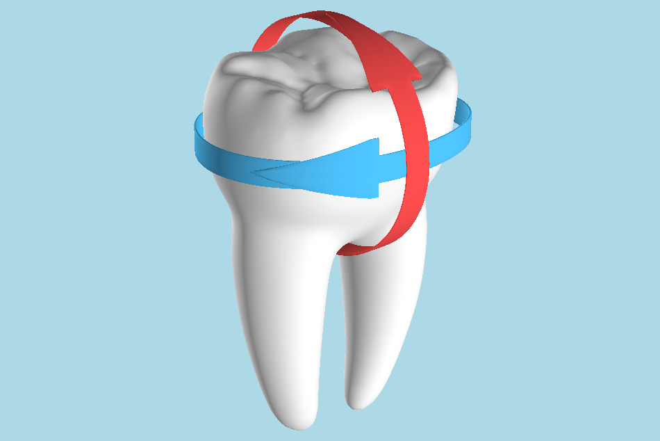Tooth Molars with Arrows 3d model