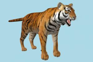 Tiger tiger, cheetah, leopard, tigers, jaguar, animal, animals, wild, nature, mammal, ruminant, zoology, predator, prey