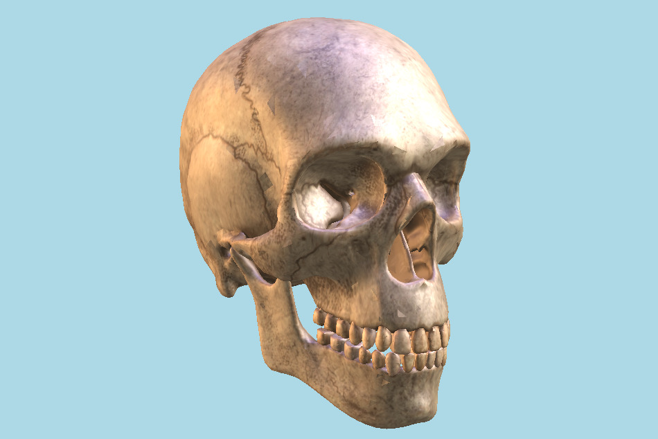 Ancient Skull 3d model