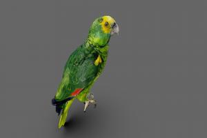 amazon green, flying, bird, wings, parrot, flight, claws, realistic, amazon, beautiful, feathers, pets, intelligent, coco, wildlife, thanksgiving, animal