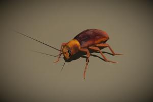 3DRT insect, bug, wild, roach, critter, gamedev, resilience, infested, pest, 3drt, mobilegames, infestation, resilient, arthropoda, 3d, lowpoly, mobile, gameasset, animal, animated, 3dmodel, gameready, pest-control, pesticide