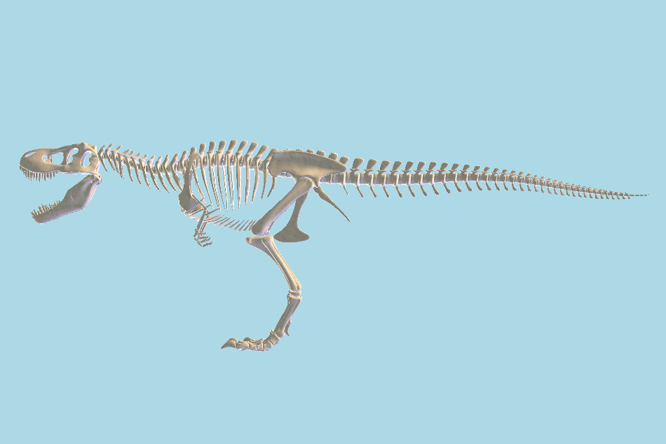 Tyrannosaurus Rex Skeleton 3d model