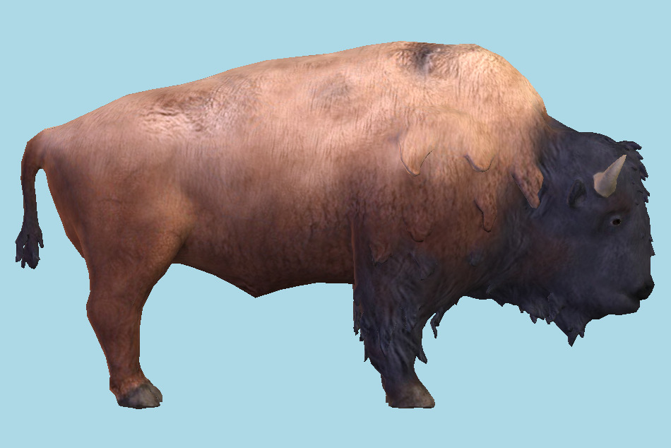 Bison Bull 3d model