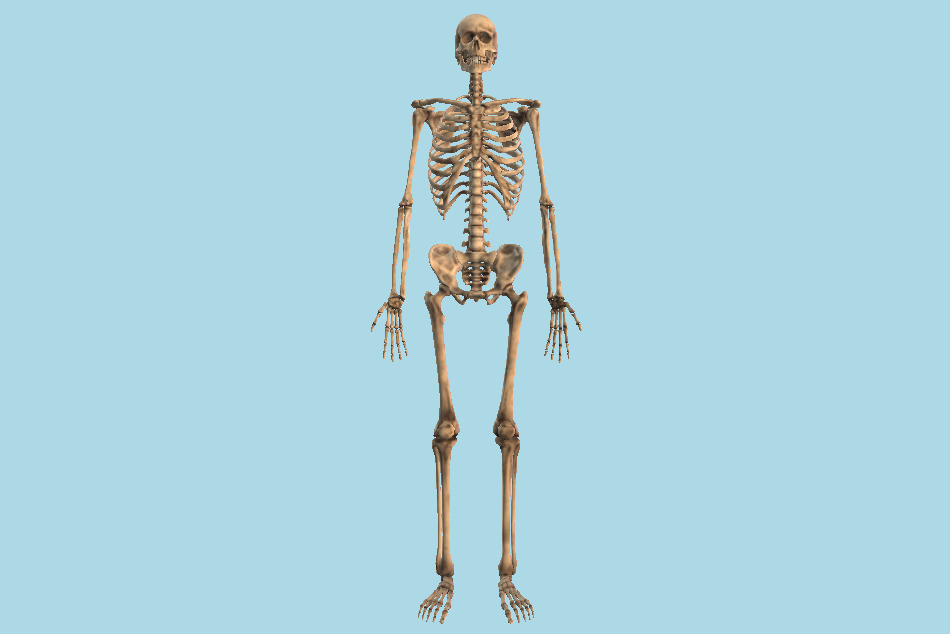 Anatomical Human Skeleton 3d model