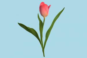 Tulib tulib, rose, flower, plant, grass