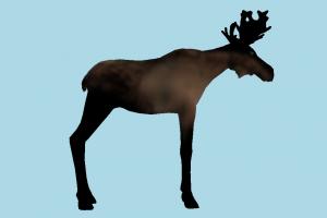 Deer deer, gazelle, elk, animal, animals, wild, nature, mammal, ruminant, zoology, predator, prey