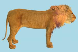 Lion lion, animal, animals, wild, nature, mammal, ruminant, zoology, africa, carnivore, predator